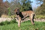 DOGUE ALLEMAND 765